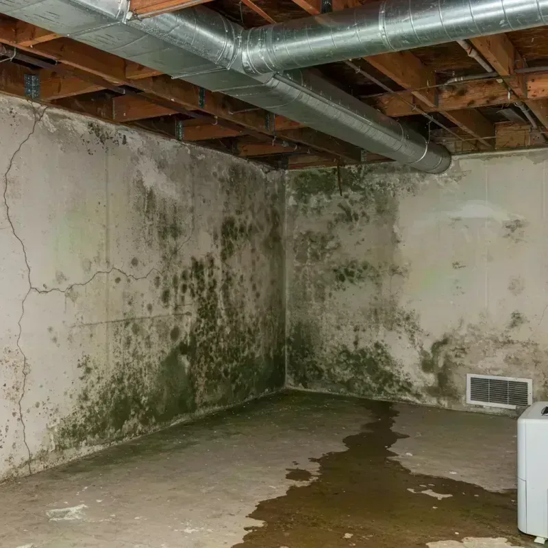 Professional Mold Removal in Henry County, MO